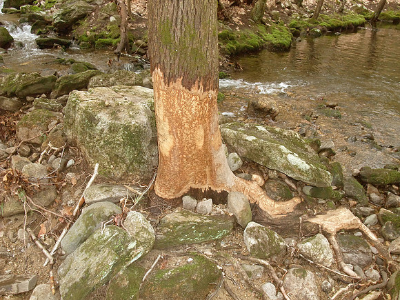What Beavers Do Best