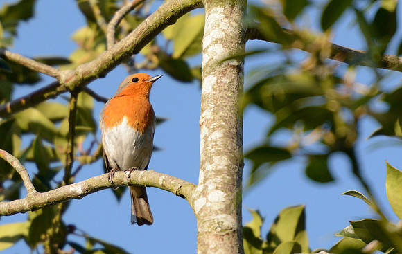 Robin enjoying the March sunshine