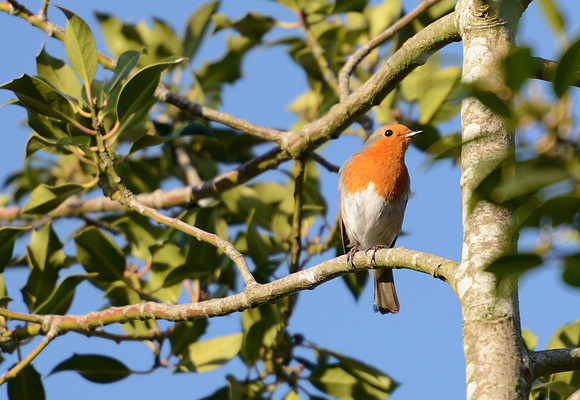 Robin enjoying the March sunshine