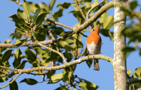 Robin enjoying the March sunshine