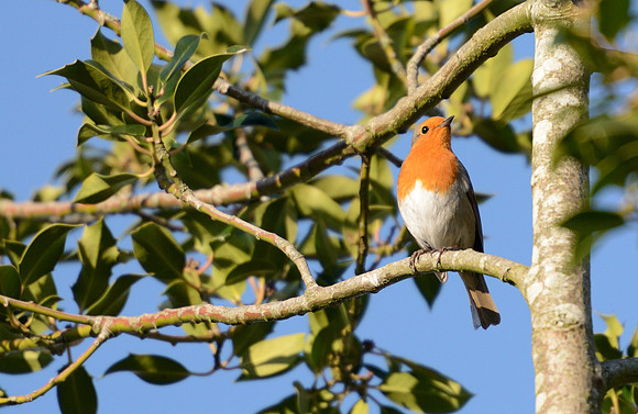 Robin enjoying the March sunshine