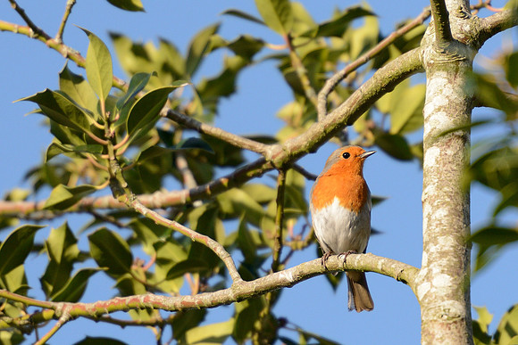 Robin enjoying the March sunshine