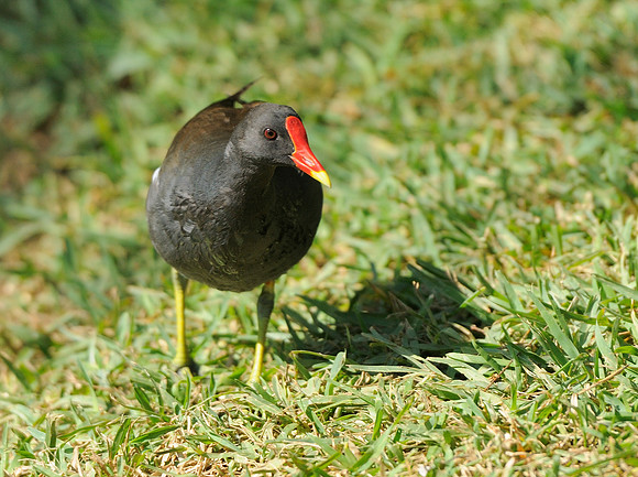 Moorhen
