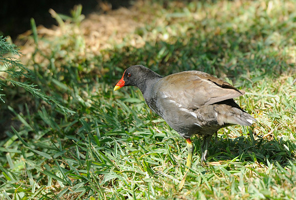 Moorhen