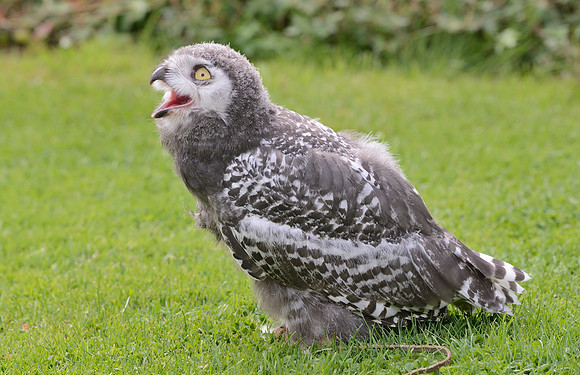Baby Snowy Owl