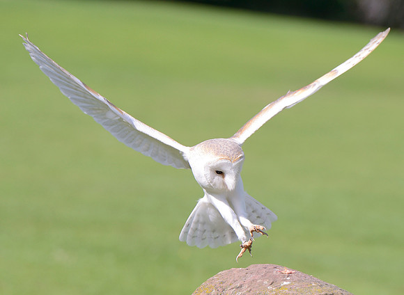 "Pan" - Barn Owl [M]