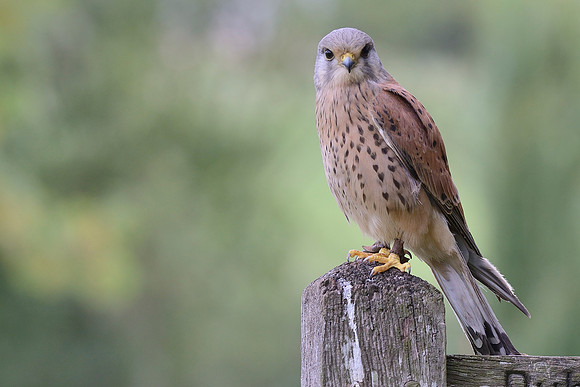 "Nijinsky" - Kestrel [M]