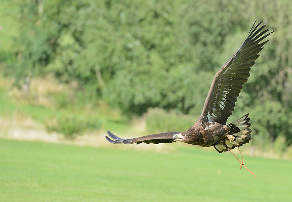 "Rhombic Night" - White Tailed Sea Eagle [M]