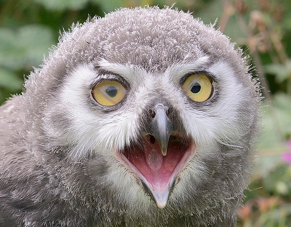 Baby Snowy Owl