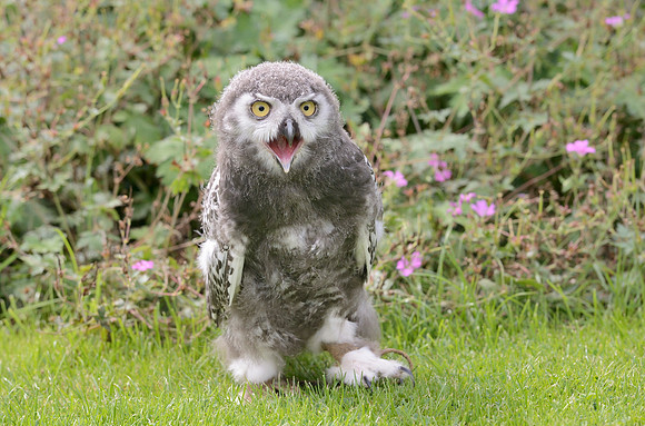 Baby Snowy Owl