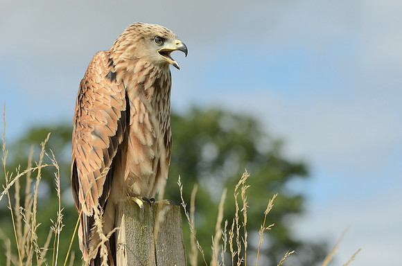 "Muckle Roe" - Red Kite [M]