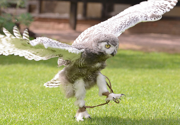 Baby Snowy Owl