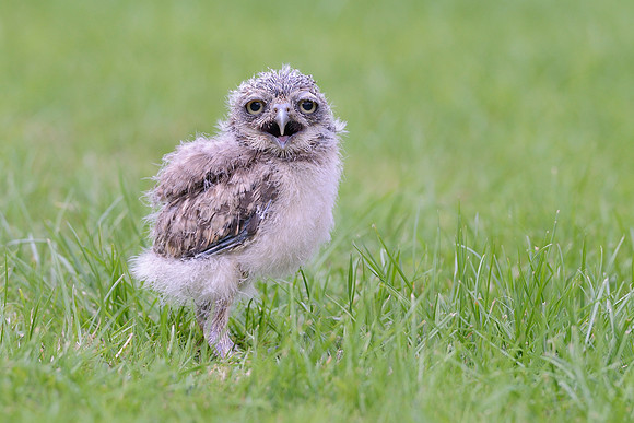 "Skomer" - Baby Burrowing Owl