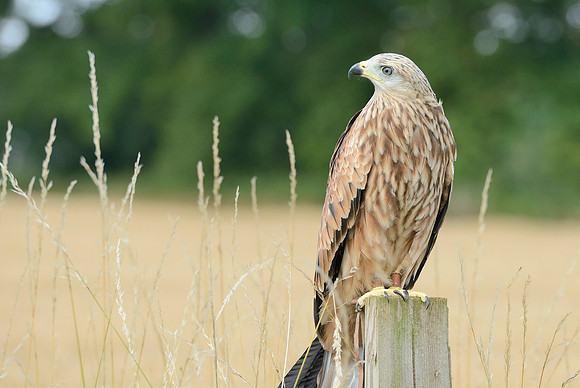 "Muckle Roe" - Red Kite [M]