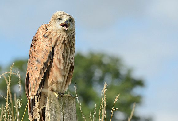 "Muckle Roe" - Red Kite [M]