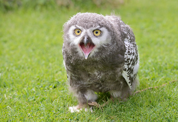 Baby Snowy Owl