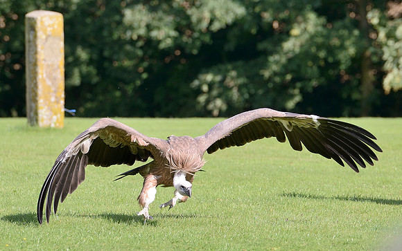 "Delectable" - Eurasian Griffon Vulture [F]