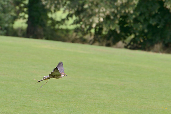 "Gazelle" - Lanner Falcon [M]