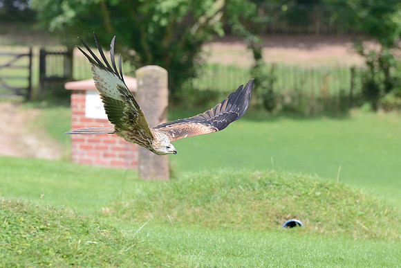 "Muckle Roe" - Red Kite [M]