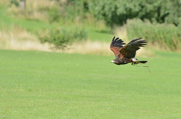 "Bay Middleton" - Harris Hawk [M]