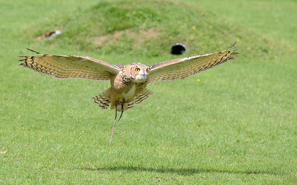 "Coll" - Savignys Eagle Owl [M]