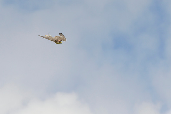 "Gazelle" - Lanner Falcon [M]