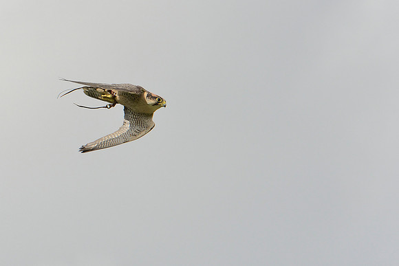 "Gazelle" - Lanner Falcon [M]