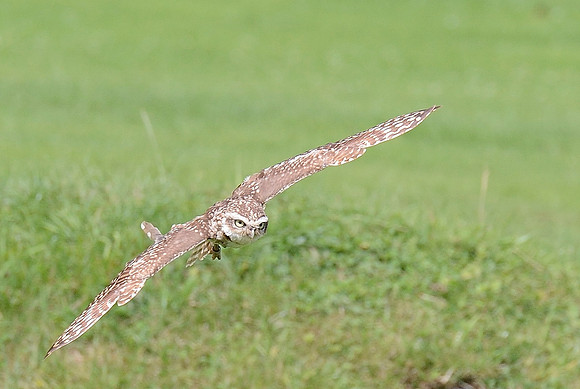 "Pyxis" - Adult Burrowing Owl