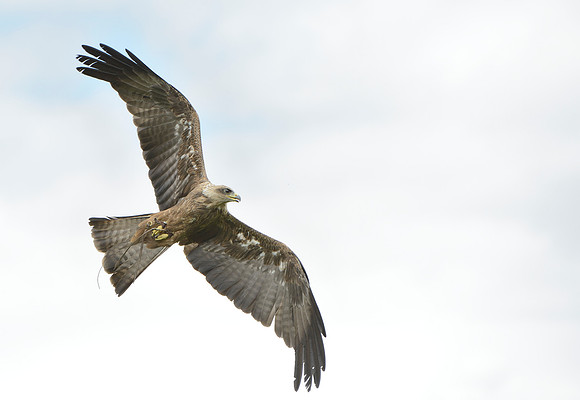 Yellow Billed Kite
