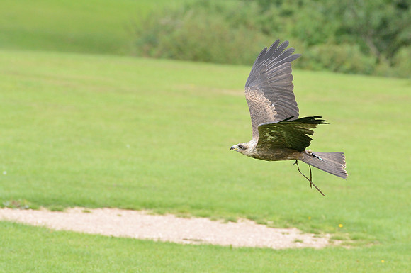 Yellow Billed Kite