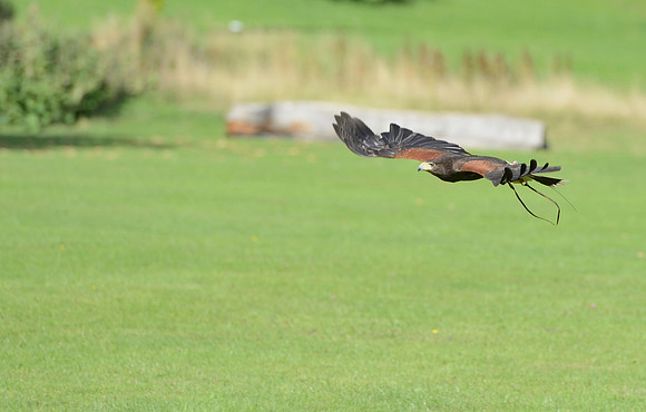 "Bay Middleton" - Harris Hawk [M]