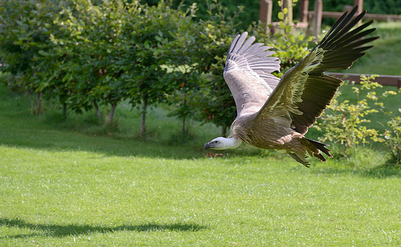 "Delectable" - Eurasian Griffon Vulture [F]