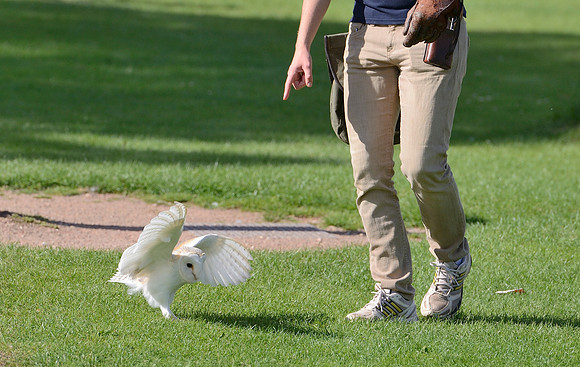 "Pan" - Barn Owl [M]