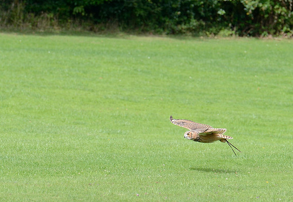 "Coll" - Savignys Eagle Owl [M]