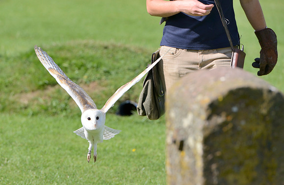 "Pan" - Barn Owl [M]