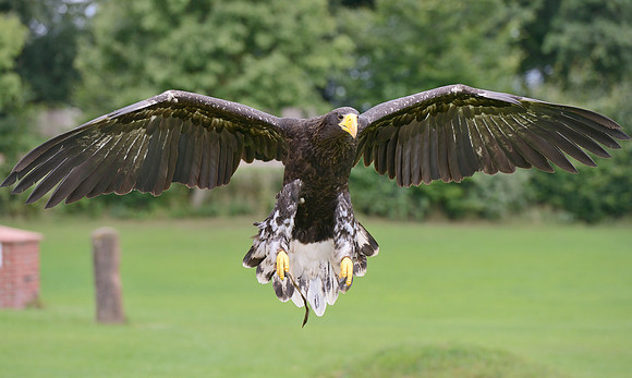 "Pioneer" - Stellers Sea Eagle