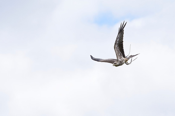 Yellow Billed Kite