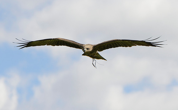 "Berneray" - Juvenile Yellow Billed Kite [M]