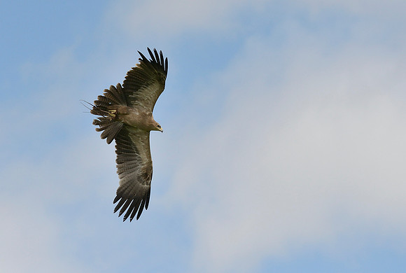 "Hare" - Indian Tawny Eagle [M]