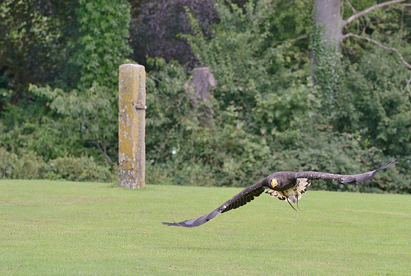 "Pioneer" - Stellers Sea Eagle