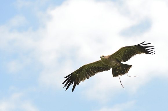 "Hare" - Indian Tawny Eagle [M]