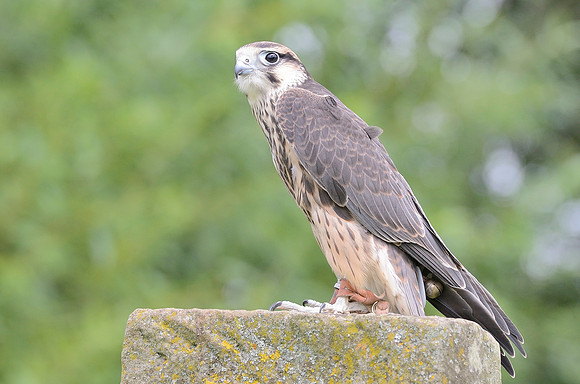 Juvenile Lanner Falcon [M]