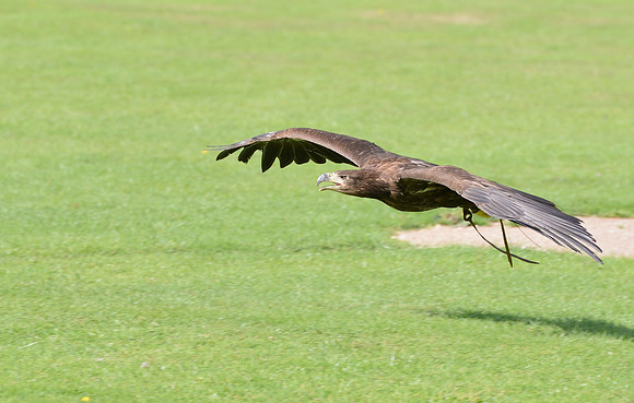 "Rhombic Night" - White Tailed Sea Eagle [M]