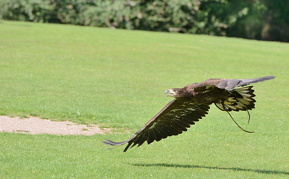 "Rhombic Night" - White Tailed Sea Eagle [M]