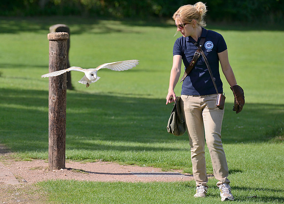 "Pan" - Barn Owl [M] with Holly