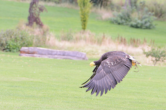 "Pioneer" - Stellers Sea Eagle