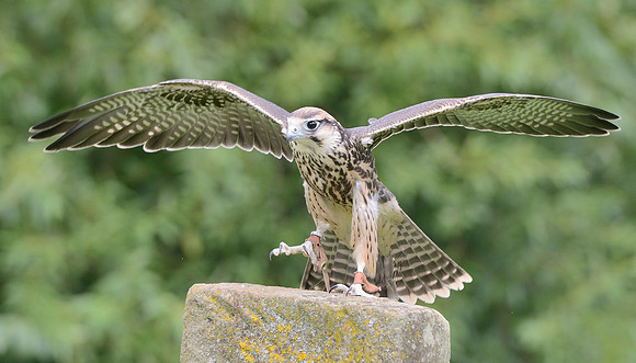 Juvenile Lanner Falcon [M]