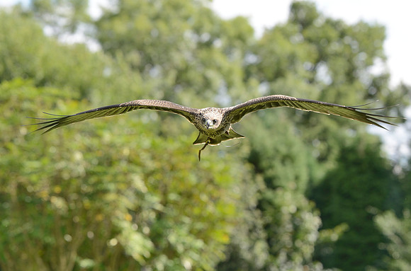 "Berneray" - Juvenile Yellow Billed Kite [M]