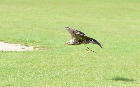"Eriskay" - Juvenile Yellow Billed Kite [M]