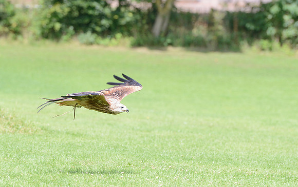 "Muckle Roe" - Red Kite [M]